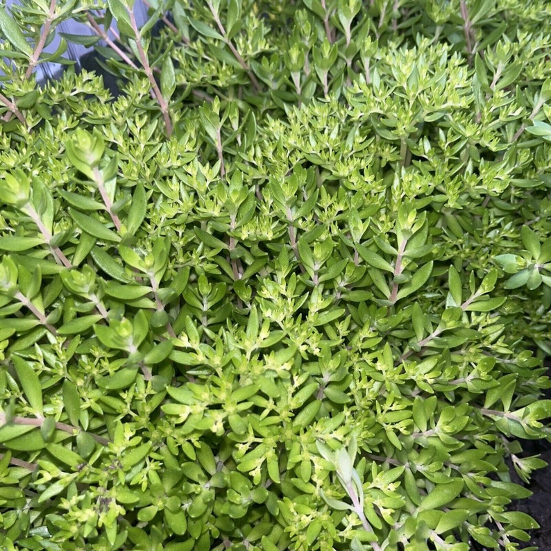 Stringy Stonecrop Groundcover Winter Hardy to 30f Stays Green Etsy