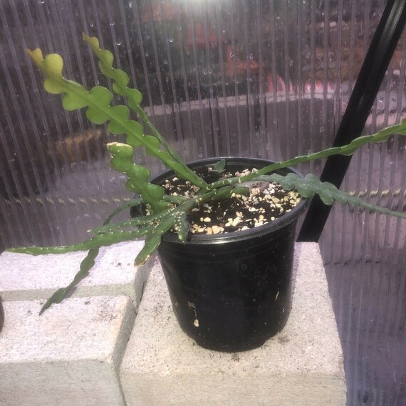 Ric Rac Cactus Epiphyllum Orchid Cactus Plant Etsy