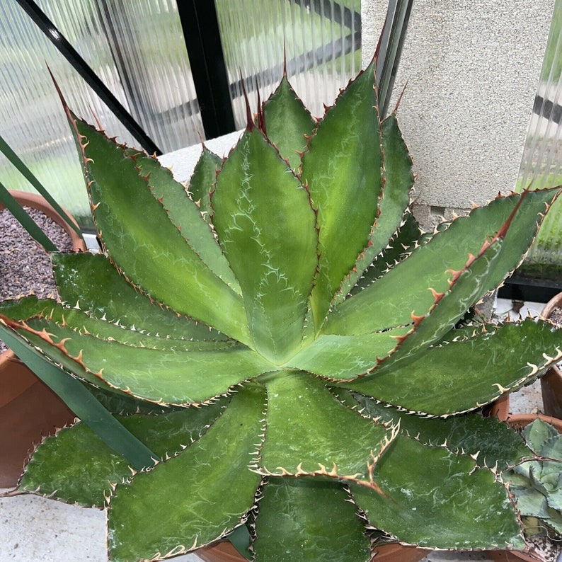 Agave Bovicornuta cow Horn Agave Etsy