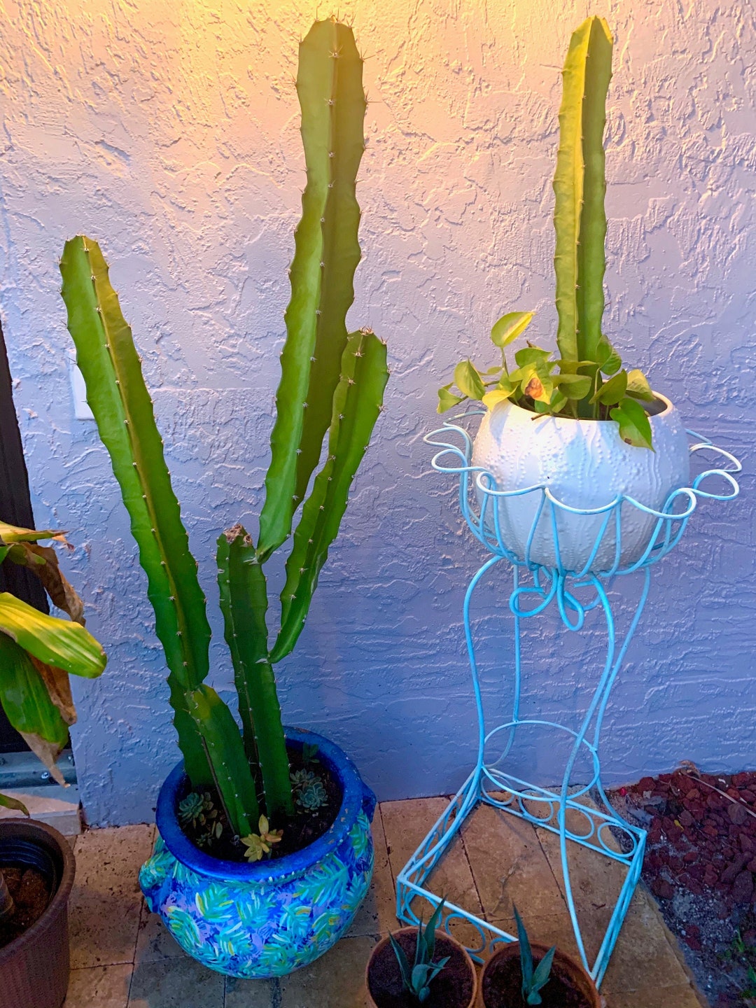 Live Cactus Cutting 68 Etsy