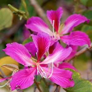 Japanese Orchid Tree/Hong Kong (Qty 10) Seeds