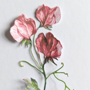 4 x troqueles de flores de guisante dulce rosa, recortes de flores altas para scrapbooking, decoración del hogar, efímeras y fabricación de tarjetas y diarios