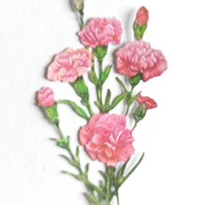 Tagli fustellati di fiori di garofano rosa x 4, ritagliare un mazzo di fiori per scrapbooking, creazione di cartoline e journaling