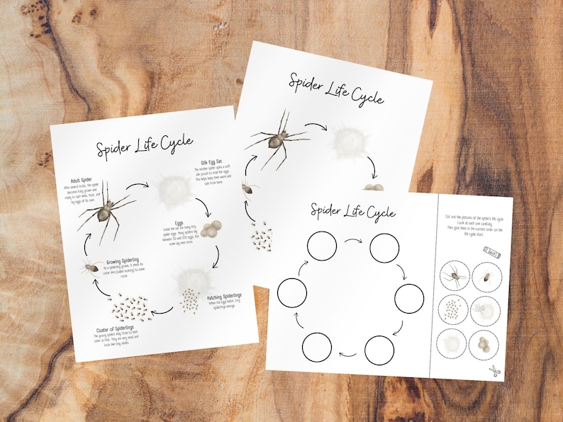 May include: A printable spider life cycle diagram with illustrations of a spider, eggs, and spiderlings. The diagram includes text describing each stage of the life cycle. There is also a blank diagram for students to fill in.
