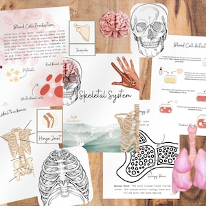 Könnte beinhalten: Ein Satz druckbarer Bildungsblätter für Kinder über den menschlichen Körper. Die Arbeitsblätter zeigen Illustrationen des Skelettsystems, der Blutzellen und des Kreislaufsystems. Die Arbeitsblätter beinhalten Beschriftungen, Diagramme und Aktivitäten zum Lernen über den menschlichen Körper.