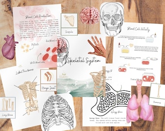 Skeletal System Anatomy Lesson Homeschool Unit | Human Body Science | Bone Flashcards | Kids Science Activities | Bones & Joints Printables