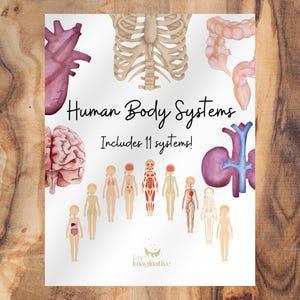 Human Body Systems Cards For Kids Homeschool Anatomy Resources Printable My Body Activity Craft Medical Memory Cards Preschool and Up Lesson