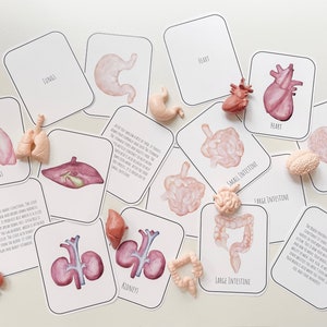 Menschliche Organe Karten Set Digitaler Download Anatomie Flash Karten für Kleinkinder, Kinder druckbare Lernkarten, von Liv Nova Lernen co