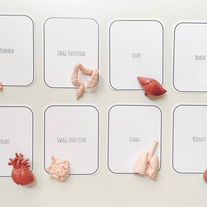 Human Organs Card Set Digital Download Anatomy Flash Cards for Toddlers ...