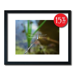 Dragonfly Print, Dragonfly Wall Art, Dragonfly Photography, Wildlife Print, Wildlife Wall Art, Nature Print, Nature Wall Art