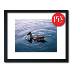 Duck Print, Duck Wall Art, Duck Photography, Wildlife Print, Wildlife Wall Art, Wildlife Photography, Bird Wall Art, Bird Photography