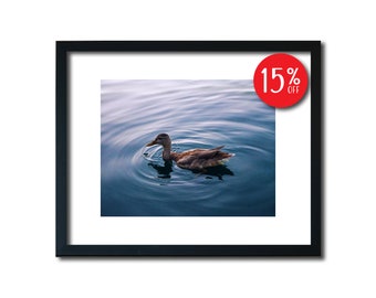 Duck Print, Duck Wall Art, Duck Photography, Wildlife Print, Wildlife Wall Art, Wildlife Photography, Bird Wall Art, Bird Photography