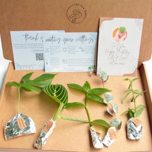 Mystery Plant Cutting Set, Plant Lover Letterbox Gift, Lucky Dip, Unrooted Houseplant Cuttings