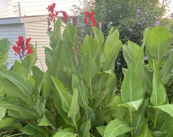 4 Cleopatra Red Canna Rhizomes lot , Green Leaves, 4 Large Rhizomes, Think Spring ! Beautiful Red Blooms !