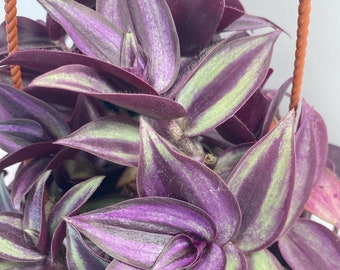 Wandering Jew or Tradescantia Zebrina in a 4 inch hanging pot! Vibrant colors and easy to maintain! Already to hang and enjoy!