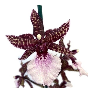 Colmamara Wildcat "Masai" Red in a 4 inch pot! An easy care Orchid!