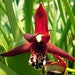 see more listings in the Amazing Orchids section