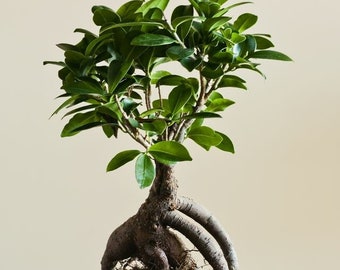 Ginseng Ficus Bonsai Miniature Tree. This beauty looks terrific and requires minimal care when compared to other bonsais.