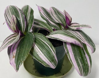 Tradescantia "Nanouk" in a 4 inch pot! Amazing rich vibrant colors! An easy care plant! Also called a Wandering Dude! So fun to grow!