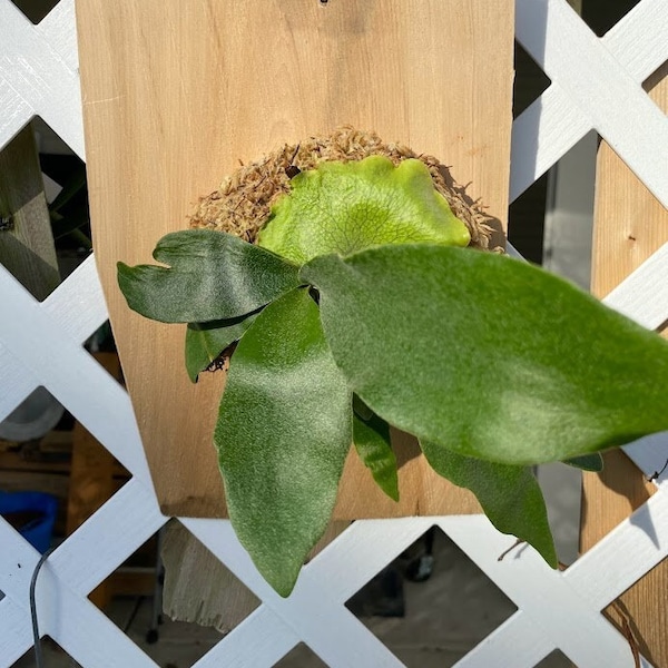 Staghorn Elkhorn Fern mounted and established on a Cedar Shingle. Elkhorn Fern or Platycerium bifurcatum! A fun and easy plant to grow!