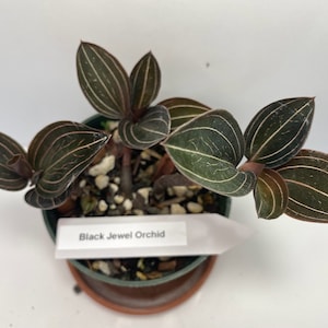 Black Jewel Orchid Ludisia Discolor potted plant | Live houseplant with colorful leaves, delicate white blooms, 4-inch pot