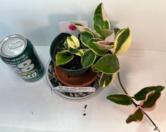 Hoya Carnosa Albomarginata I Vining variegated succulent I Only one