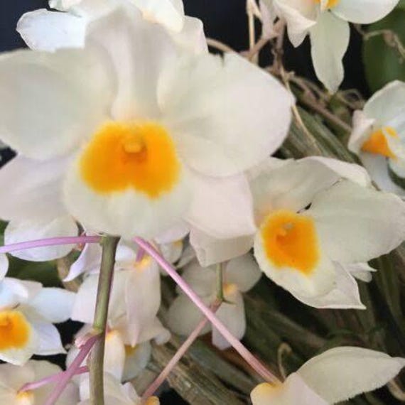 Dendrobium Sunny Egg Orchid | White & Yellow Fragrant Orchid | Live Potted Orchid Plant | Rare Orchid | Only one Available