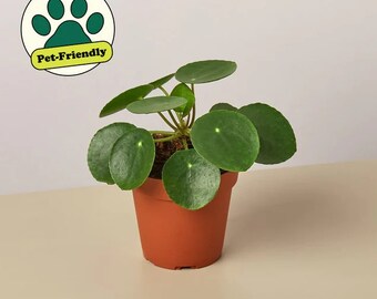 Chinese Money plant or Pilea Peperomioides. It's also a UFO Plant, Pancake Plant, MIssionary Plant or Lefse Plant! It could bring you luck!