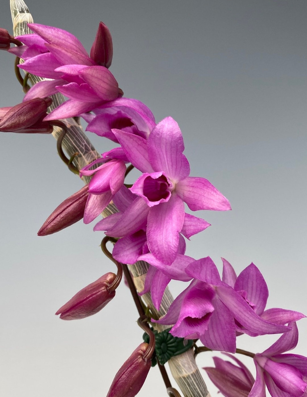 Dendrobium Super Nestor Orchid not in Bloom. A Mounted Easy Care Orchid