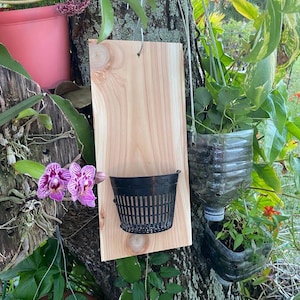 May include: A wooden plant holder with a black plastic basket attached, hanging on a tree. The wood has a natural grain pattern. Purple and white orchids and other plants are visible.