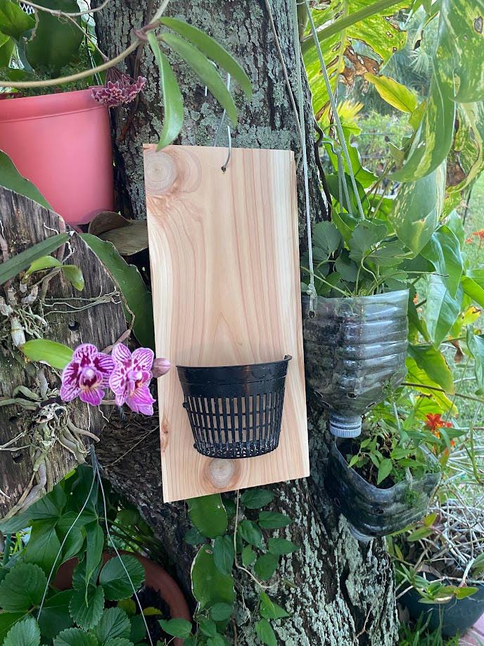 Handmade Orchid Mount Kit, Featuring a Cedar Shingle and a 5-inch