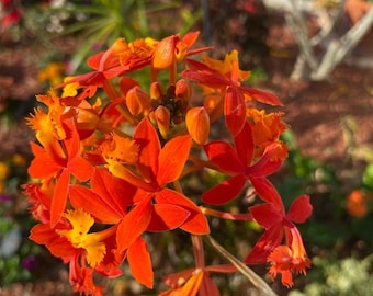 Orange Epidendrum Radicans Ground Orchids potted - 2 plants per pot! A hardy full sun lover with blooms that butterflies love! SUMMER LOVER!