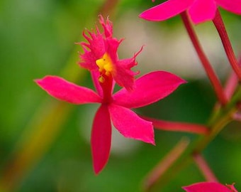 Red Epidendrum Radicans Ground Orchid | Easy Care Rainbow Orchid | Fire-Star Orchid, Live Orchid Plant, Not in Bloom, 4-6 Inches Tall