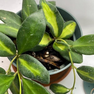 Sea Stones Hoya | Variegated Hoya Plant in Bright Indirect Sunlight | Easy Care Trailing Hoya Houseplant