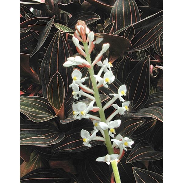 Black Jewel Orchid (Ludisia Discolor) a 4 inch pot. This beauty is known for it's blooms and colored variegated leaves!