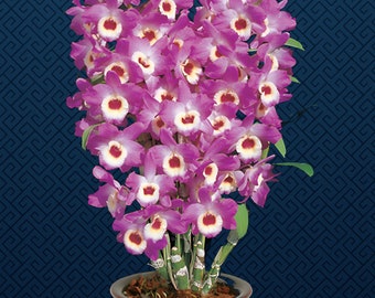 Dendrobium Nobile Country Girl Warabeula Orchid in a 4 inch pot! This is a hard to find orchid with amazing fragrant blooms!