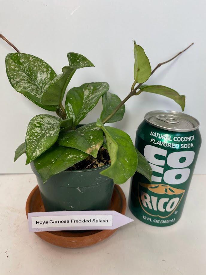 SUMMER SALE Hoya Carnosa Freckled Splash established, potted and vining. A Hoya featuring large dark green leaves with silvery flecks.