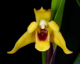 Rare Maxillaria Variabilis Yellow in a 4 inch pot. Super easy to grow and very forgiving! Blooms all year round!