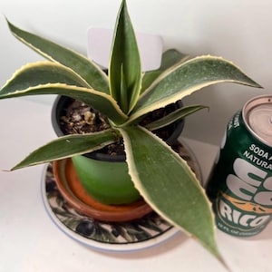 May include: A variegated agave plant with pointed green leaves and cream-colored edges, potted in a green plastic container with a white plant marker. A 12 fluid ounce green soda can is placed next to the plant for a visual size comparison.