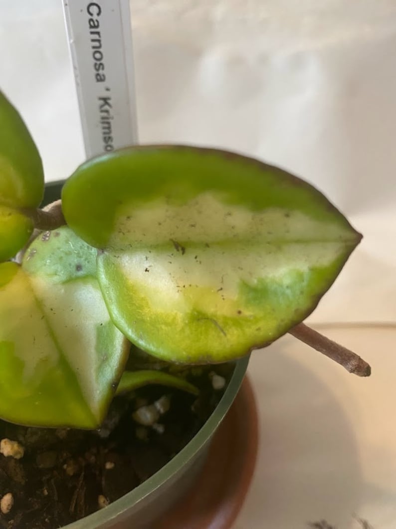 Krimson Princess Hoya carnosa in a 4 inch pot. The leaves are waxy and will trail down elegantly or can be staked on a trellis.