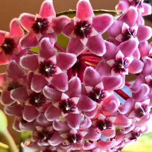 Krimson Princess Hoya carnosa in a 4 inch pot. The leaves are waxy and will trail down elegantly or can be staked on a trellis.