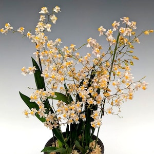 Oncidium Tsiku Marguerite Orchid | Fragrant Blooming Live Oncidium Orchid with Spikes