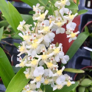 Fragrant Compact Oncidium Twinkle Orchid Fragrance Fantasy I Spiking I Easy Care Blooming Orchid