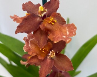 Miltonidium Guann Shin "Lucky Star' Orchid in a 4 inch pot! Beautiful blooms! Oncidiums are a delight and fun to grow!