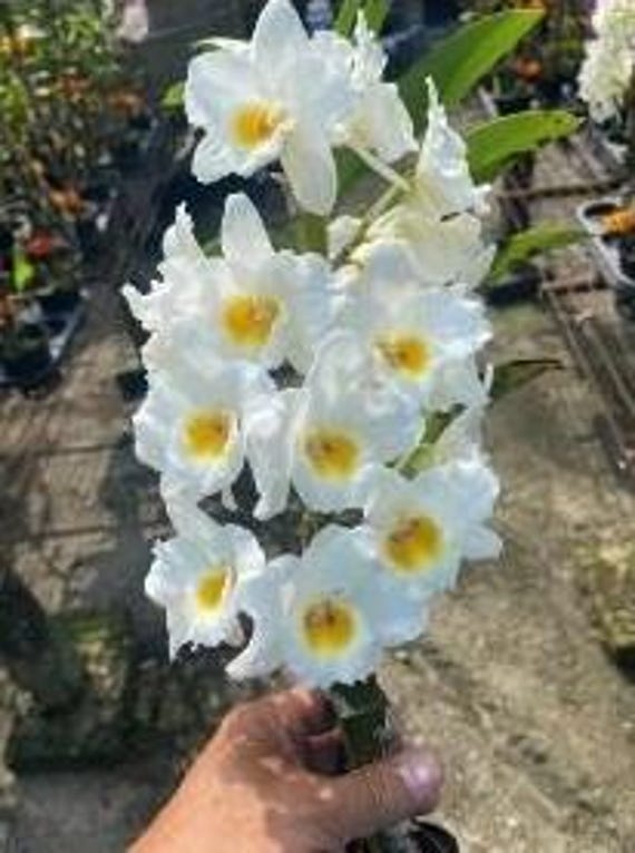 Orchid