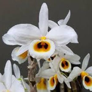 Dendrobium Bensoniae Orchid Mounted on Cedar Shingle | Fragrant White Blooms with Yellow Throat | Live Orchid Plant for Hanging or Display