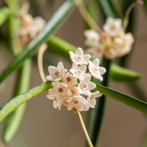 May include: Close-up of a Hoya plant with clusters of small, star-shaped, white flowers with red centers. The plant has long, green, waxy leaves. The background is blurred, highlighting the plant's details.