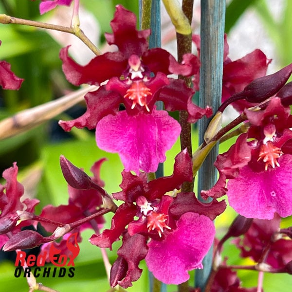 Oncidium Sharry Baby red Fantasy Orchid in a 4 Inch Pot. Currently Shipping is Limited to Specific States Due to Winter Conditions. Etsy