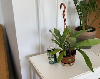 SUMMER SALE Staghorn Fern with Free Hanging Kit | Platycerium Bifurcatum, Tropical, Mountable, Animal & Pet Safe, Easy Care Indoor Plant