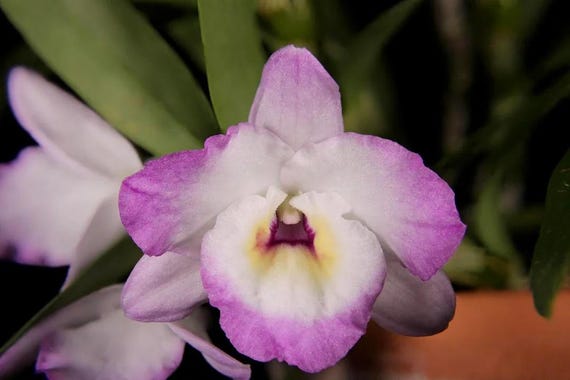 Dendrobium "My Sweet Wink" Orchid | Fragrant White & Pink Flowers | Easy-Care Live Orchid Plant | Potted Orchid I Only one available